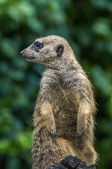 Meerkat