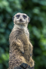 Meerkat