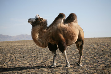 Bactrian Camel