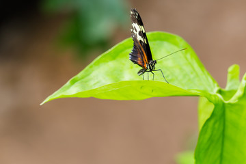 Exotic black butterfly on vivid green leaf