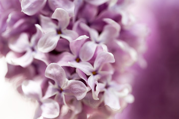 Elder known as elderberry, black elder, flowers in ultra violet vivid colour