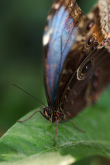 Fototapeta na wymiar Blue morpho butterfly extreme macro portrait