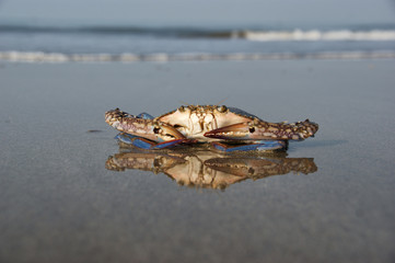 Blue crab on the shore