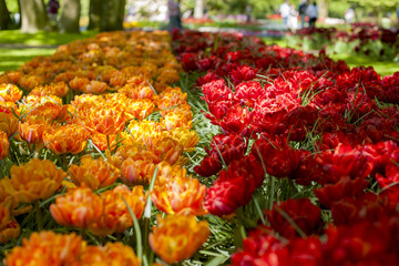 A flower bed with tulips of orange and red. Park with tulips in Holland, Kukenchov. Spring in the Netherlands. Card