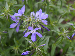 Phlox divaricata - wild sweet william - woodland phlox - wild blue phlox