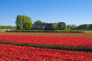 Field with tulips and a house. Red flowers and blue sky. The village in Holland. Spring