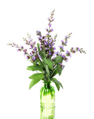 .Bouquet of sage in a glass container on an isolated white background