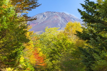 Fototapeta premium 富士山と紅葉、山梨県鳴沢村にて