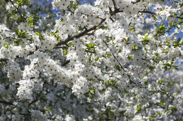 flowering of garden trees against the sky. 