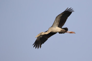 Image of an Asian openbill stork(Anastomus oscitans) flying in the sky. Bird, Wild Animals.