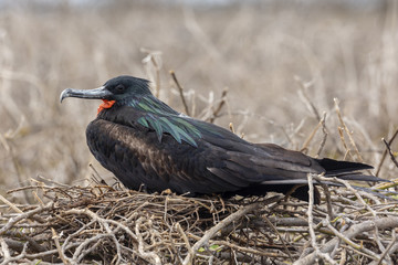 Great Frigatebird (Fregata minor) in Galapagos Islands, Ecuador