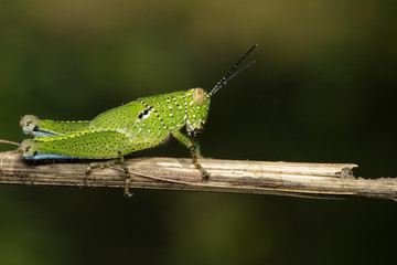 Image of green grasshopper (Acrididae) on dry branches. Insect Animal