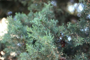 Obraz na płótnie Canvas Thuja branches close up photography. Blurred background.