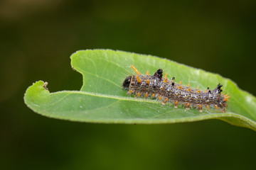 Image of brown caterpillar on green leaves. Insect. Worm. Animal.