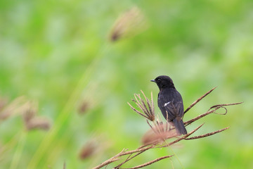Image of bird black on nature background. Pied Bushchat ( Saxicola caprata). bird. Animal.
