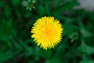 yellow dandelion in bloom in the field