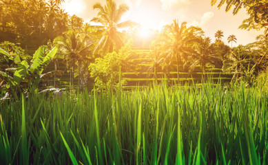 Reisterrasse mit Sonnenaufgang