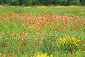Poppies on meadow 