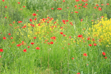 Poppies on meadow 