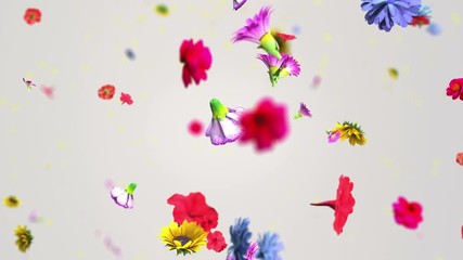 Colorful big flowers background in 4K