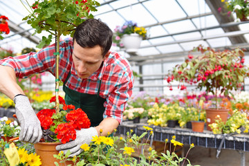 Gärtner arbeitet in einem Gewächshaus mit vielen bunten Blumen - Blumenhandel // Gardener works in a greenhouse with many colorful flowers - flower trade