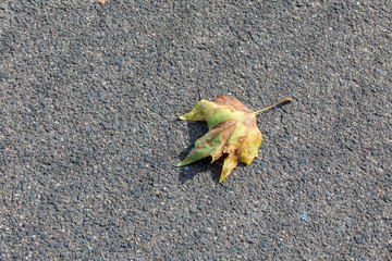 Leaf on the ground