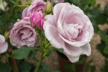 Close up of beautiful roses in the garden