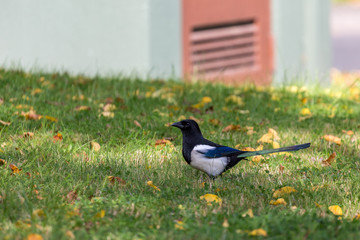 Magpie