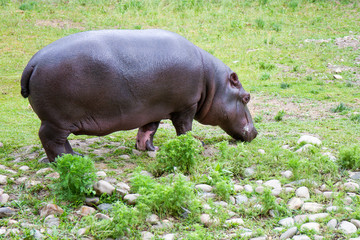 Hippo on green grass