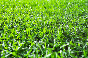 Green grass texture background
