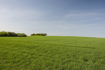 Fototapeta na wymiar Big green meadow, copse and blue sky