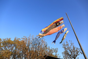 鯉のぼり