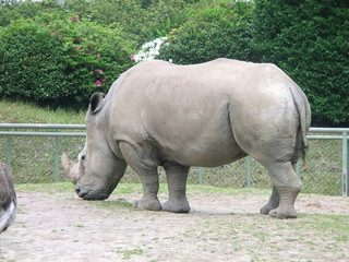 Obraz premium 食事中のサイ