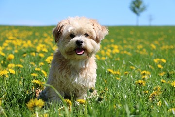 small mixed dog is sitting on a field with dandelions
