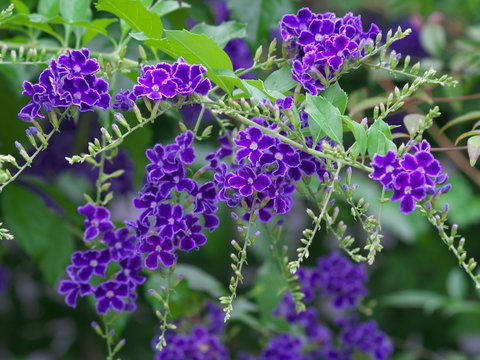 デュランタ Images Browse 127 Stock Photos Vectors And Video Adobe Stock