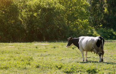 Krowa pasąca się na pastwisku