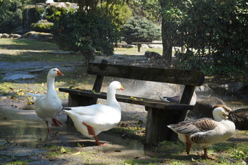 geese under the spray of a fountain