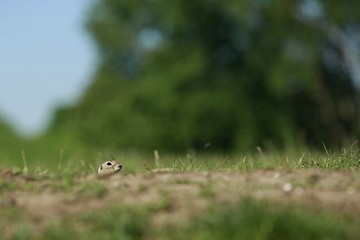 Small european ground squirrel peeping out with his head and black eye from hole in ground, hiding, blurry green foreground and background