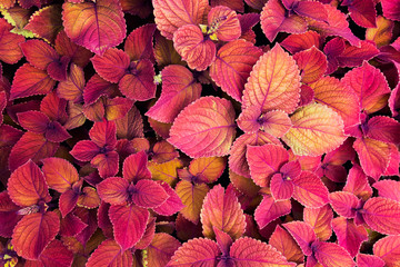 Colorful coleus plants. Lavish carpet of red outdoor plants.