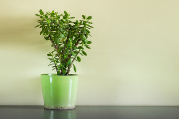 Home plant - crassula or money tree growing in a pot standing on a table.