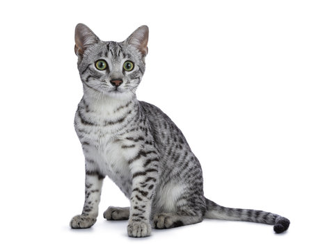 Cute silver spotted Egyptian Mau cat kitten sitting straight up isolated on white background looking beside camera
