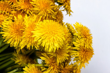 Close up of many dandelions on white background.