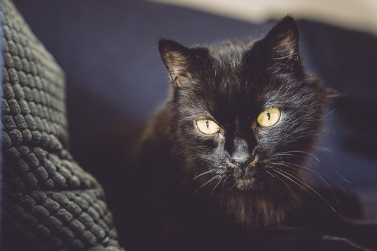 Portrait de chat noir aux yeux jaune