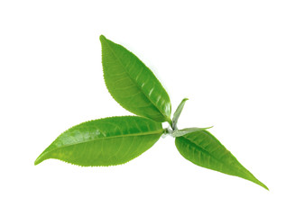 green tea leaf isolated on white background