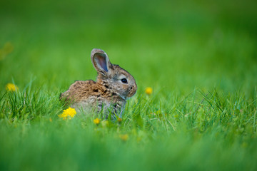 Cute rabbit with flower dandelion sitting in grass. Animal nature habitat, life in meadow. European rabbit or common rabbit.