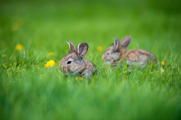 Cute two little hare sitting in the grass. Picturesque habitat, life in the meadow.