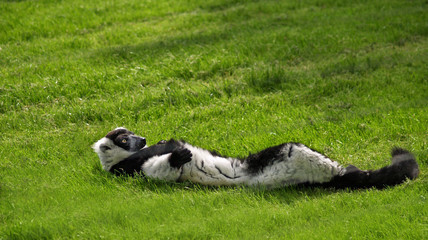ring tailed lemur