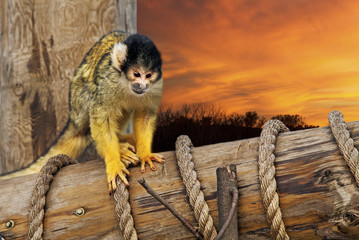 squirrel monkey