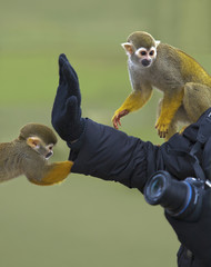 squirrel monkey