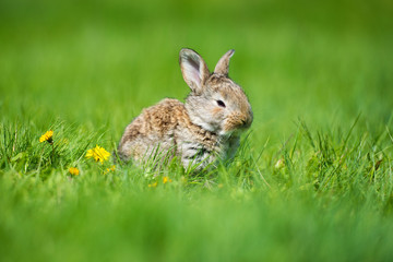 Cute rabbit with flower dandelion sitting in grass. Animal nature habitat, life in meadow. European rabbit or common rabbit.